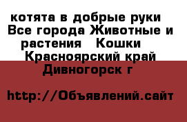 котята в добрые руки - Все города Животные и растения » Кошки   . Красноярский край,Дивногорск г.